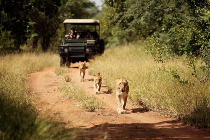 Cedarberg Travel | Jabulani Safari