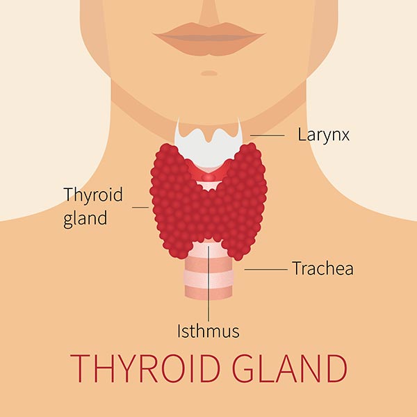 Thyroid Surgery | Thyroid Removal & Hypothyroidism