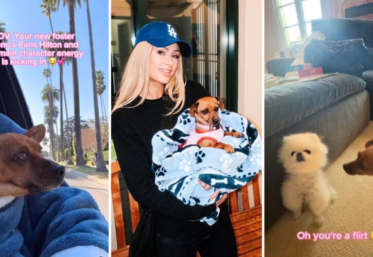 Paris Hilton Cruises with Her L.A. Fire Foster Puppy ‘Main Character Energy Kicking In’