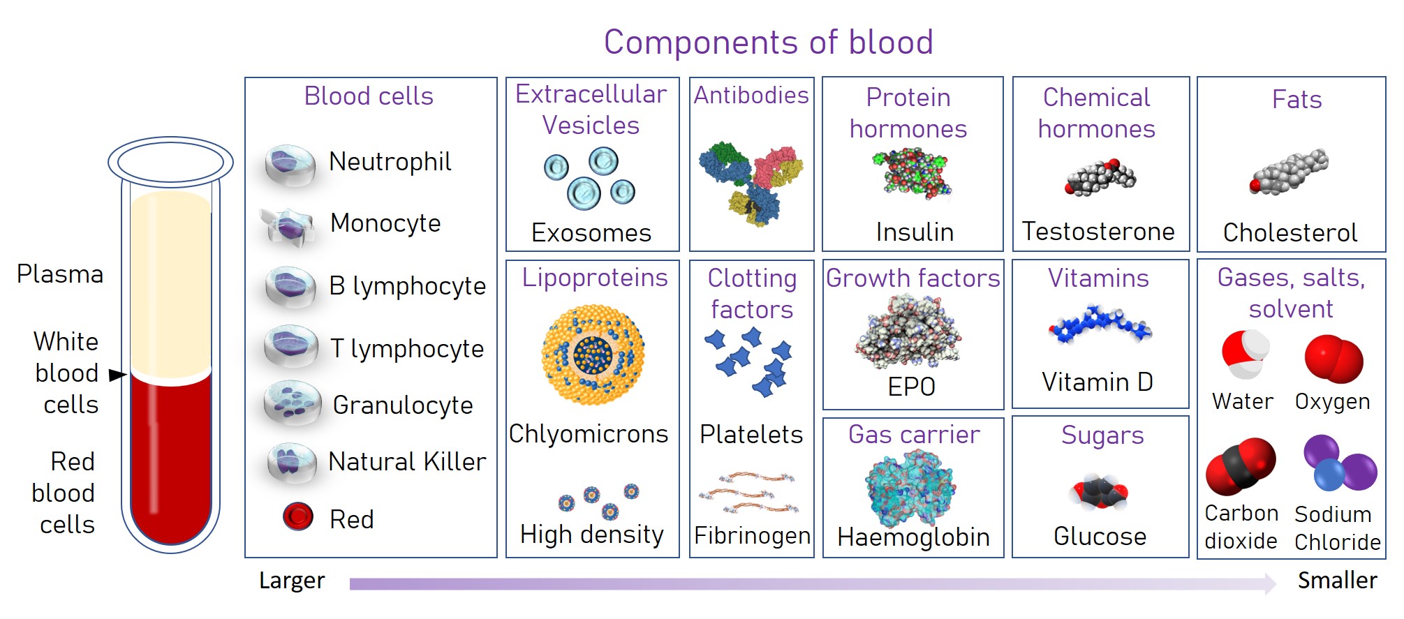 List The Components Of Blood