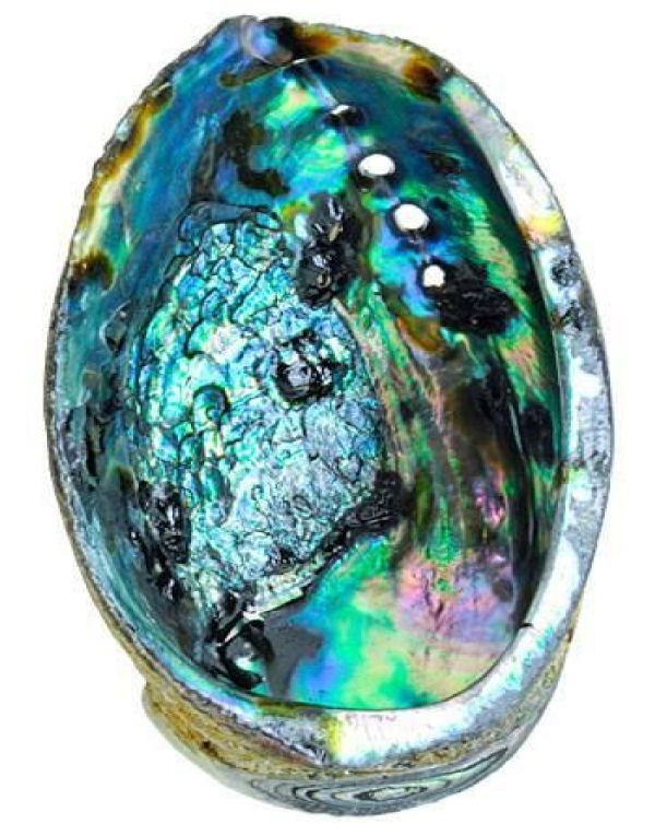 abalone shell