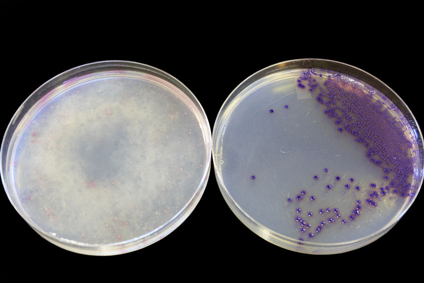 mold growth