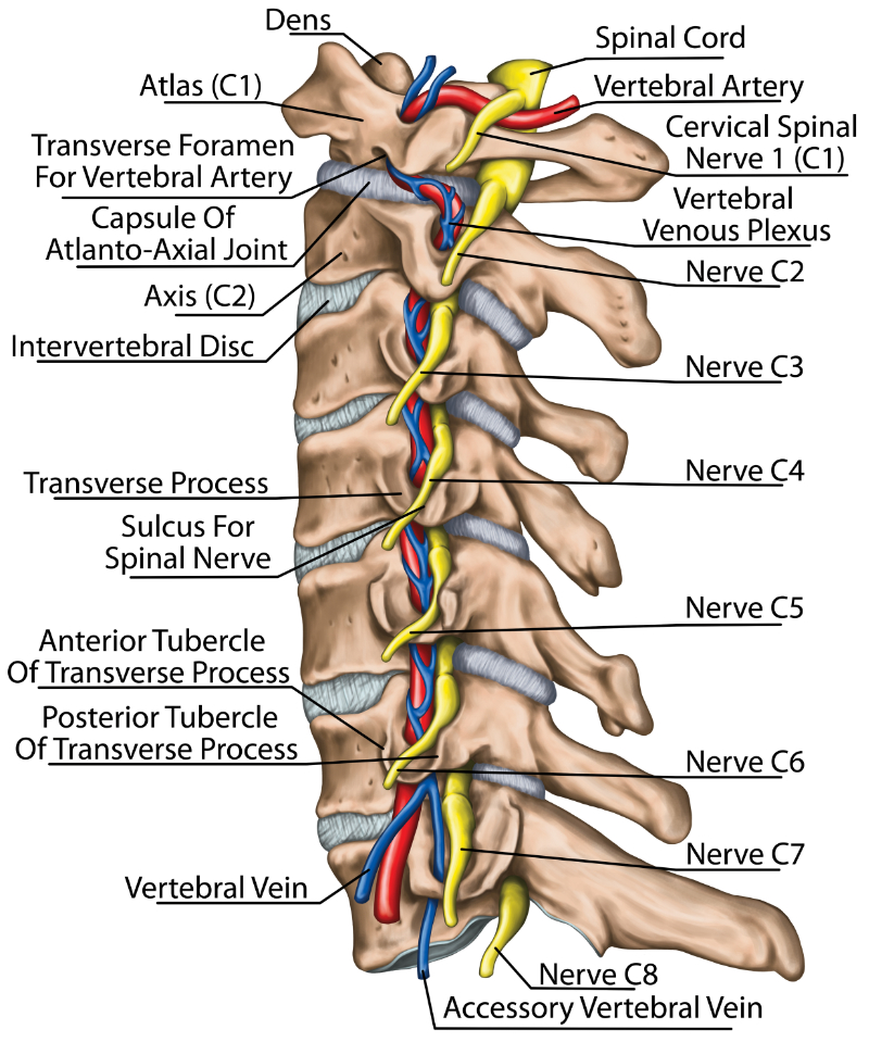 Spinal Cord Injuries: Non-traumatic | Nursing CEU, AOTA | CEUfast