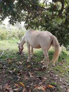 um cavalo branco a pastar na relva debaixo de uma árvore em Casa Batucela em Monte Serrano