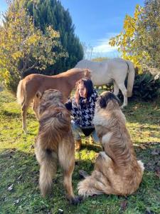 uma mulher e três cães num campo com cavalos em Casa Batucela em Monte Serrano