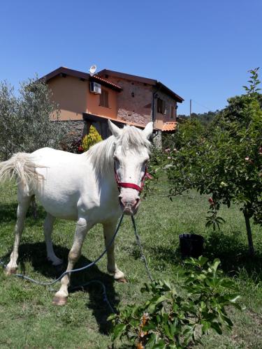 um cavalo branco amarrado a uma árvore num campo em Casa Batucela em Monte Serrano