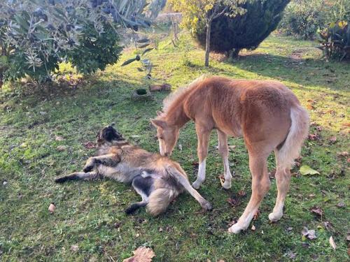 dois gatos deitados na relva ao lado de um cavalo em Casa Batucela em Monte Serrano