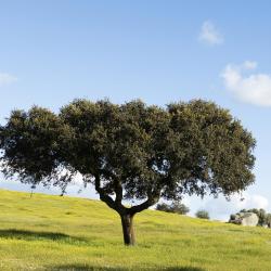 Alentejo 3 bungalows