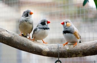 Zebra Finches