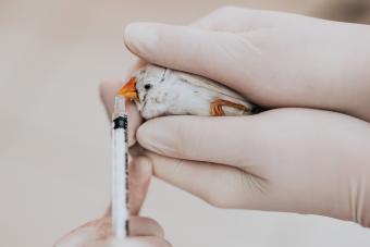 Feeding Finch with syringe