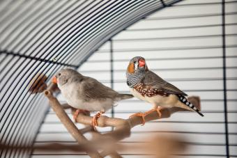 Australian Finch (Taeniopygia guttata)