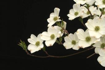 Cornus kousa