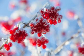 Frost on rowan