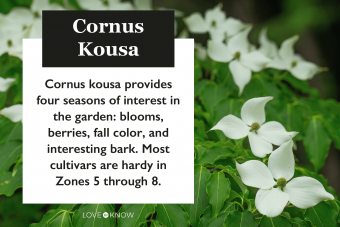 Cornus Kousa characteristics