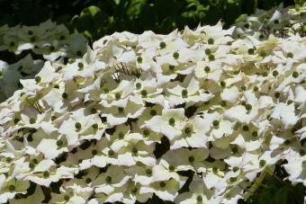 Cornus Kousa Milky Way