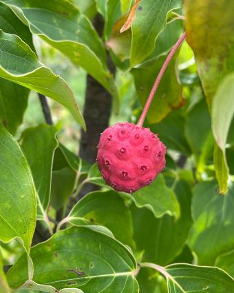 Cornus kousa 'China Girl' fruit