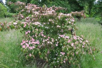 Cornus kousa 'Beni-Fuji'