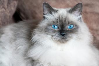 13 Purrfect Pictures of Flame, Blue, & Seal Point Himalayan Cats