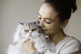 Meet the Adorably Fluffy & Soft Chinchilla Persian Cat