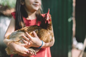 5 Best Egg-Laying Chicken Breeds for Beginners