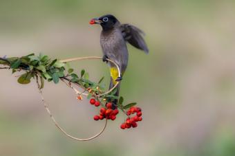 11 Berries That Grow on Trees & Which Ones Are Edible 