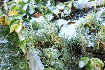 USDA Gardening Zone 7: Plants, Frost Dates, Location, & Tips