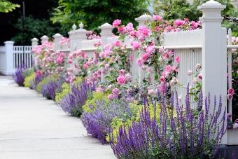 12 Pretty June Flowers That Welcome Summer