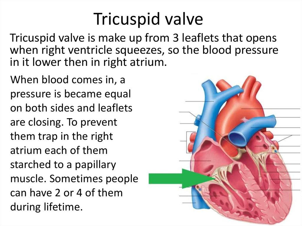 Anatomy Of The Heart Heart Valves Function Purpose An - vrogue.co