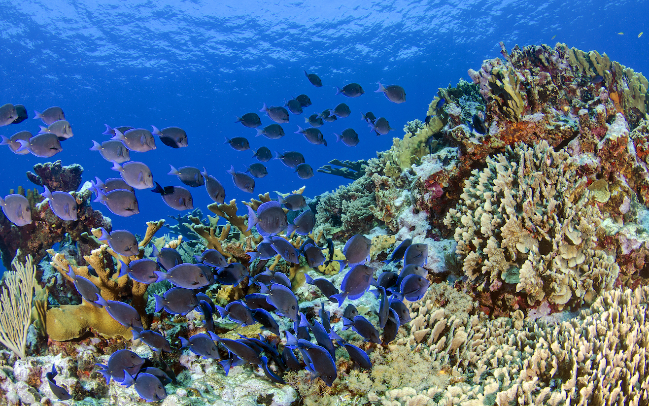 Healthy Coral Reef