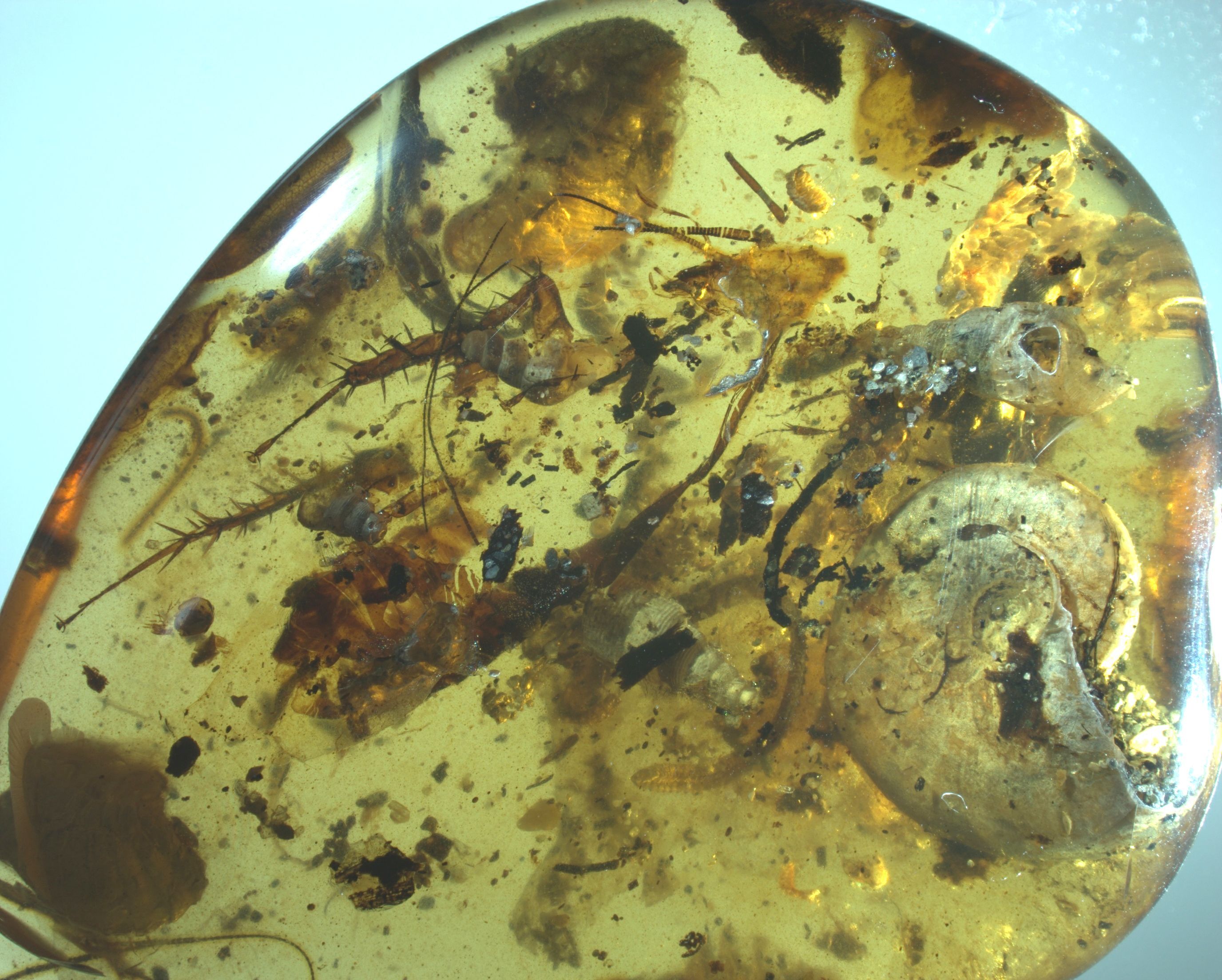 Prehistoric Insects In Amber