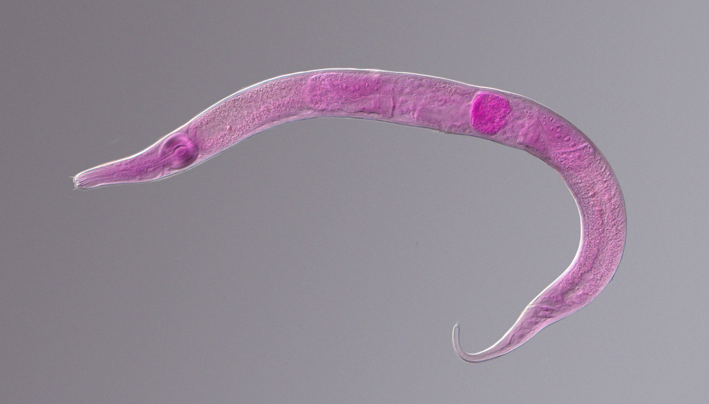 pink nematode