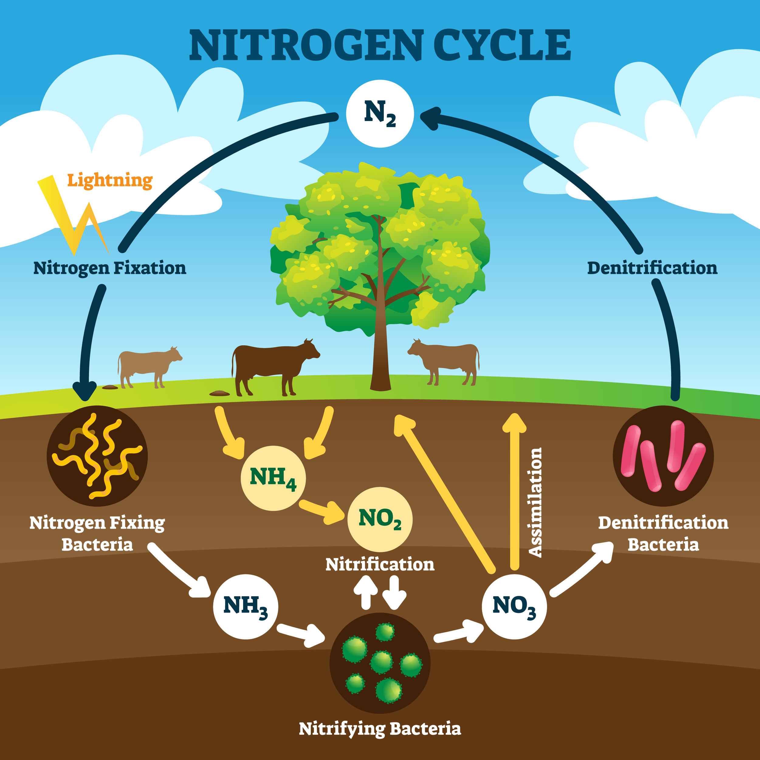 What Is Nitrogen Cycle Diagram Stages Importance Tuto - vrogue.co