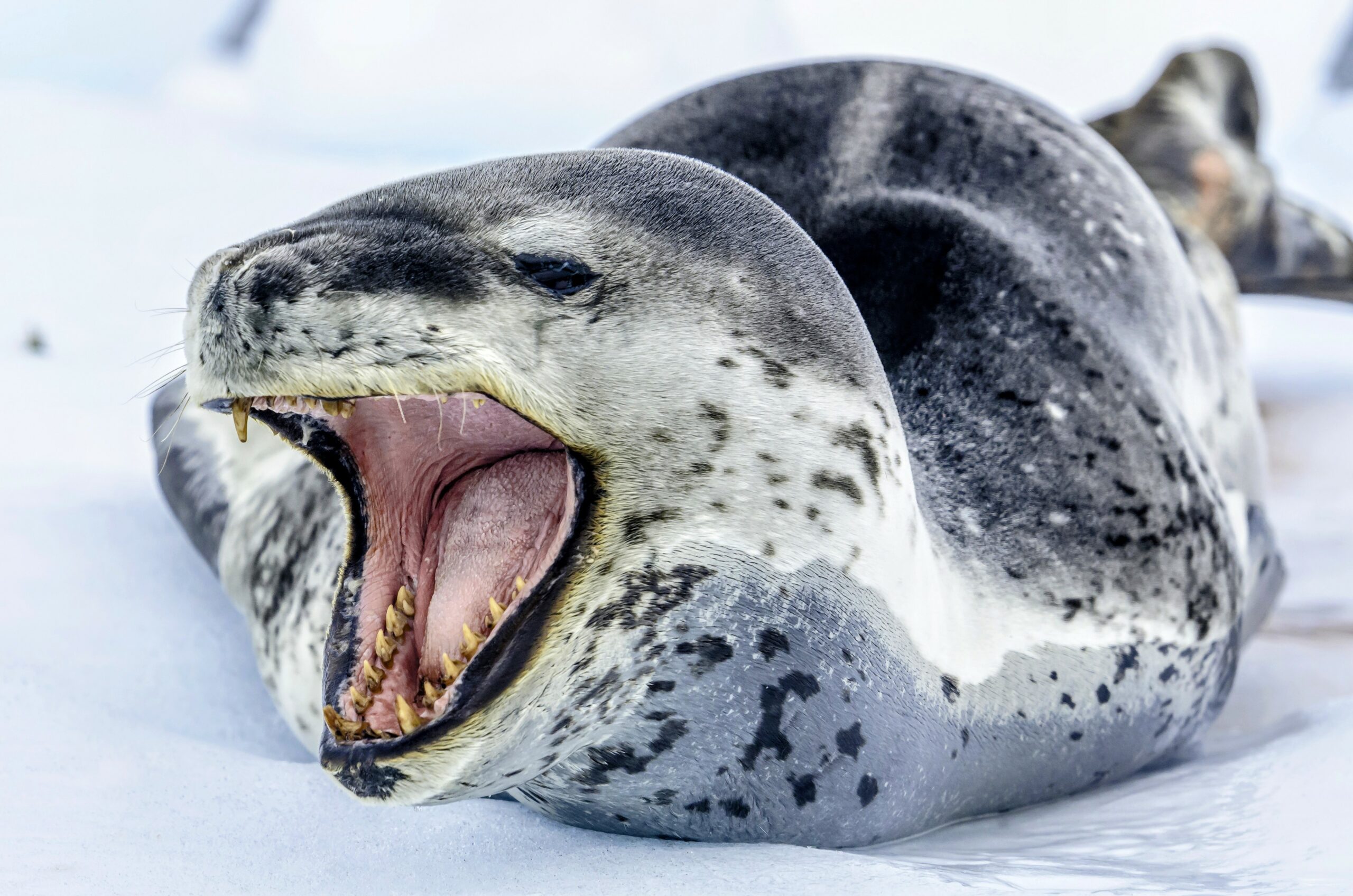 Leopard Seals