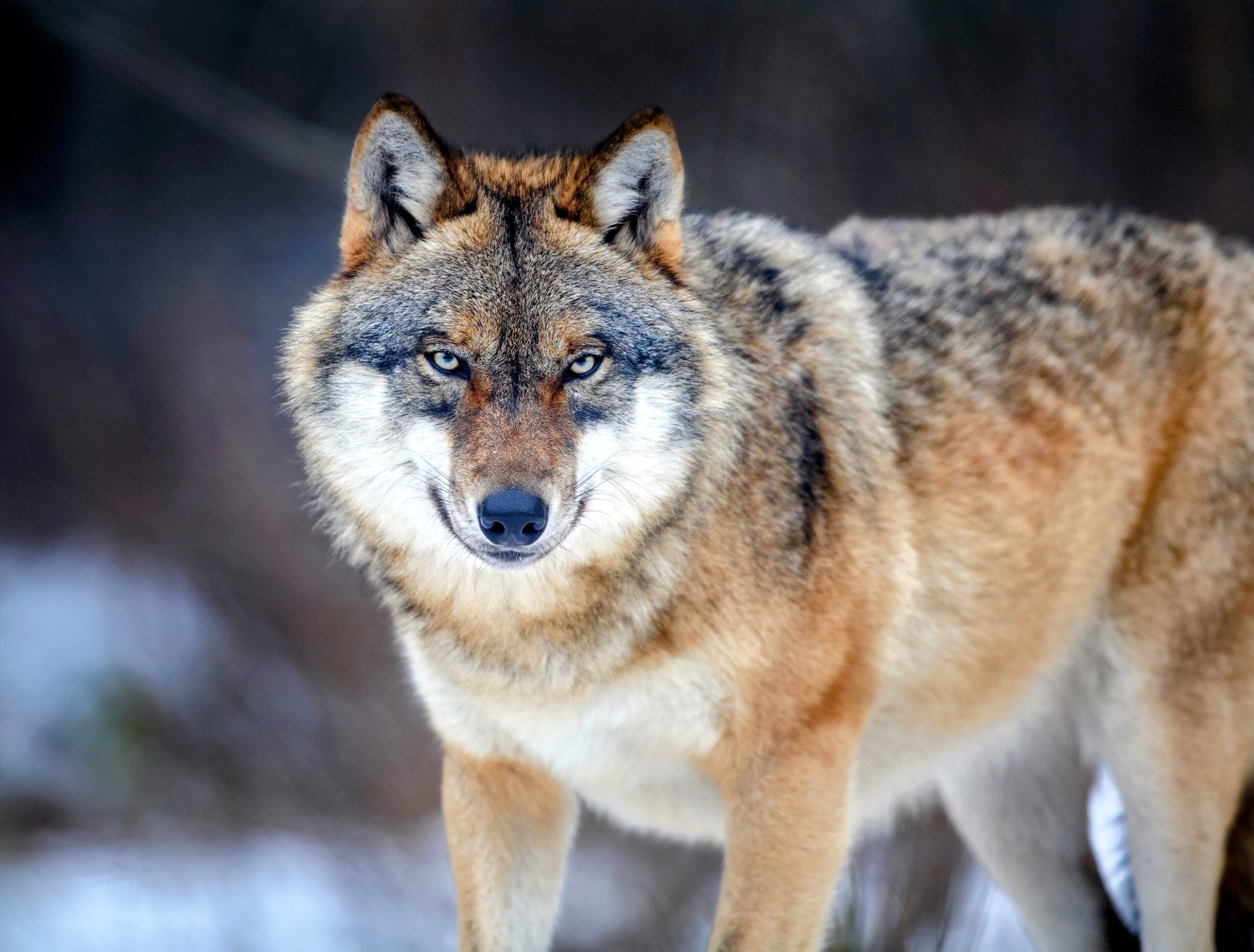 Study reveals how gray wolves recolonized Germany - Earth.com