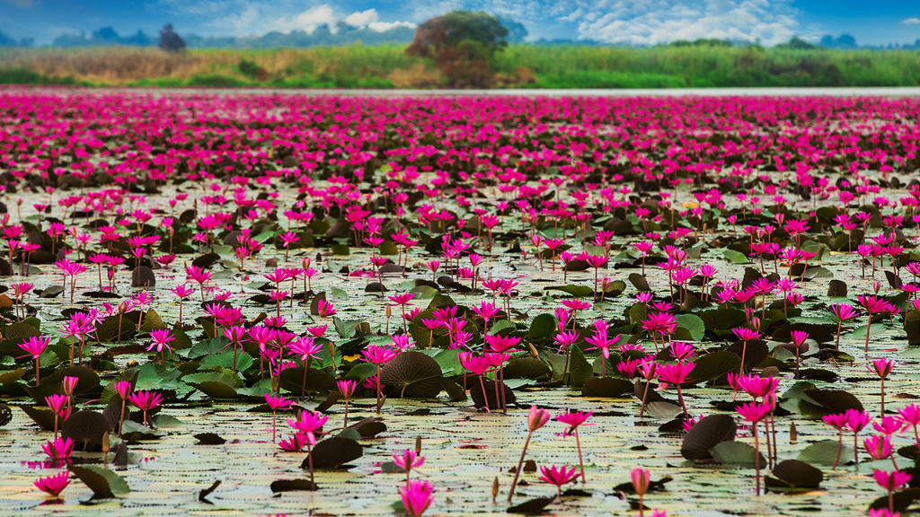 Indeed Lotus Flower Lake is a marvelous natural surprise in Thailand. The lake is so popular in the rice farming region and is about 45 km southeast of the Udon Thani ring road