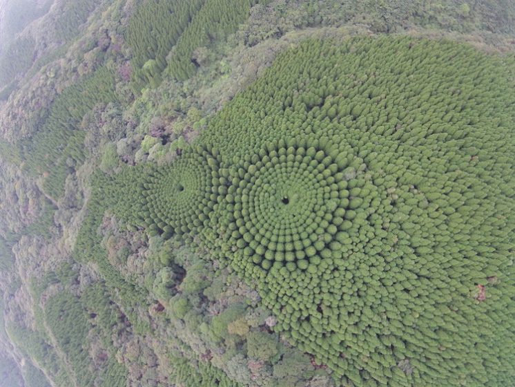 They were formed by Japanese Cedar Trees, only viewable from above. 