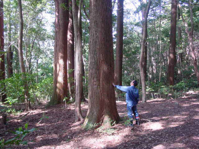 Back in 1973, Japan’s Forestry and Fisheries (Ministry of Agriculture) started a project dedicated an area of land near Nichinan City was making an ‘experimental forestry’. 