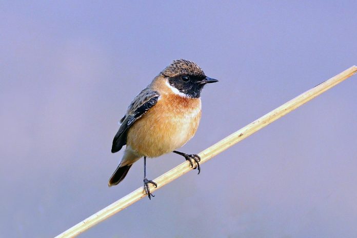 Male Siberian Stonechat