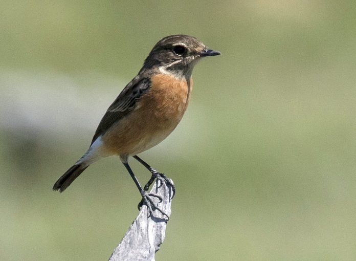 African Stonechat (Female)