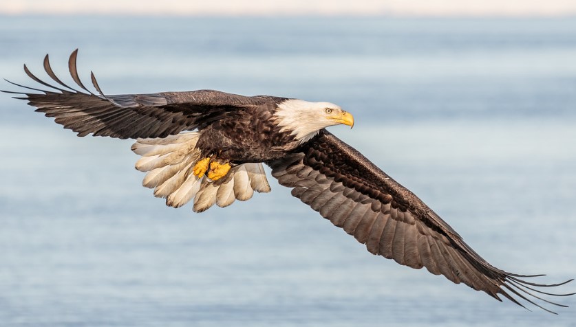 Birds of prey, also known as raptors, are birds that hunt and feed on other animals. There are many species of birds of prey found in North America. Bald Eagle (Haliaeetus leucocephalus) is a bird of prey found in North America and is the national bird and symbol of the United States.