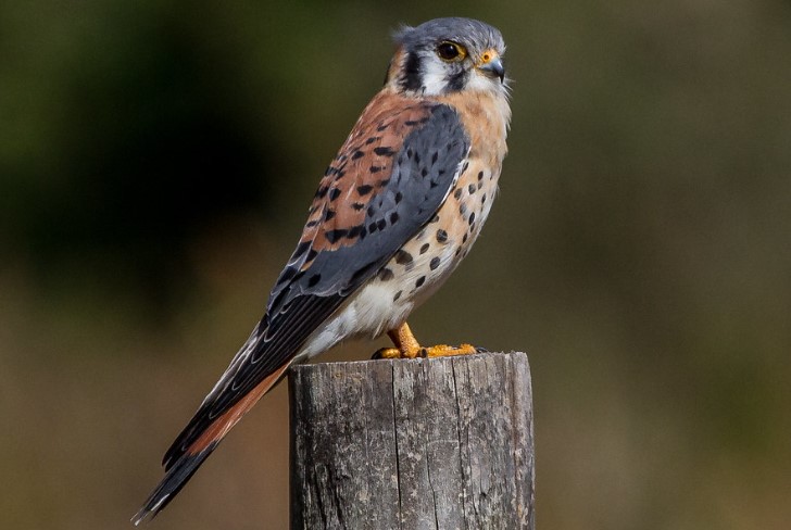 American Kestrel (Falco sparverius) is a small bird of prey found throughout the Americas, from Alaska to Tierra del Fuego.