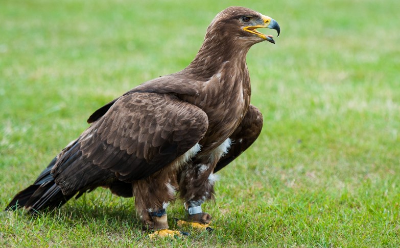 The Golden Eagle (Aquila chrysaetos) is a large bird of prey that is native to the Western Hemisphere, with a range that extends from North America to South America.