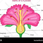 Parts Of A Flower