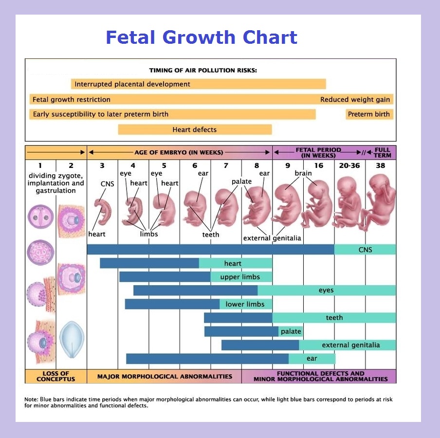 fetal growth chart