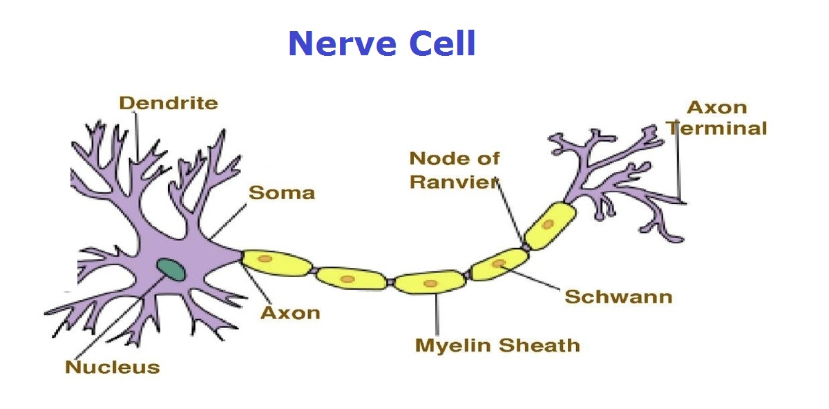 Nerve Cell Diagram With Labelling