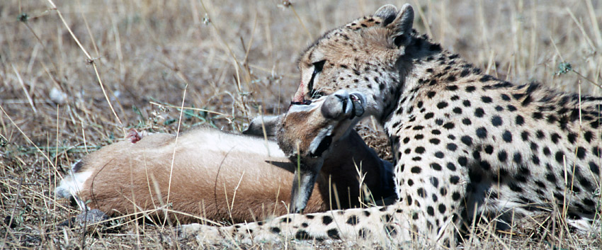 What Do Cheetahs Eat For Food