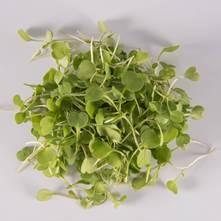 Arugula