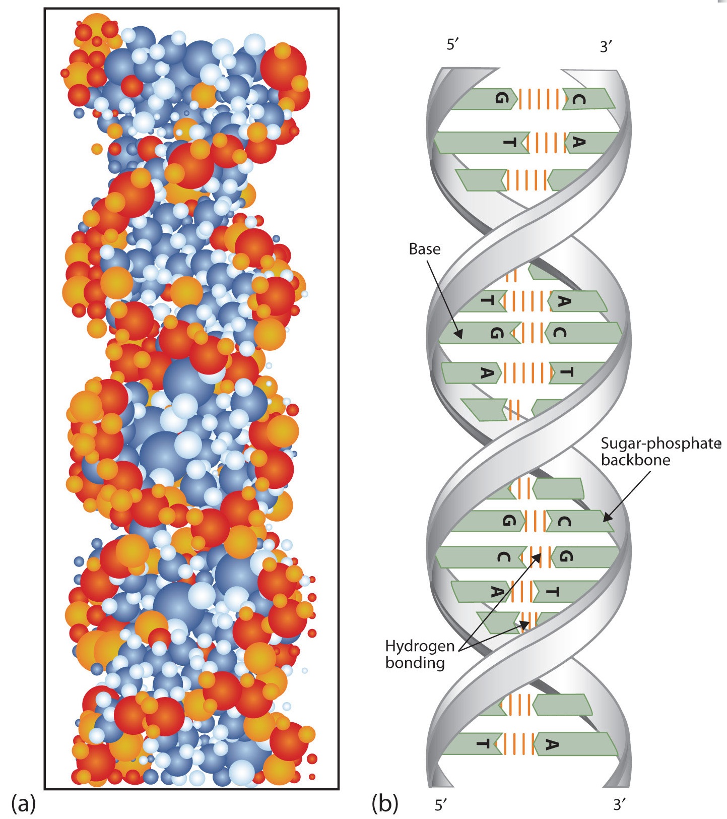 11.7: DNA Replication, the Double Helix, and Protein Synthesis ...