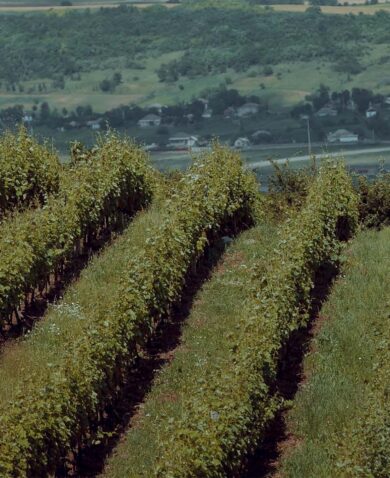 An image of a vineyard in Moldova.