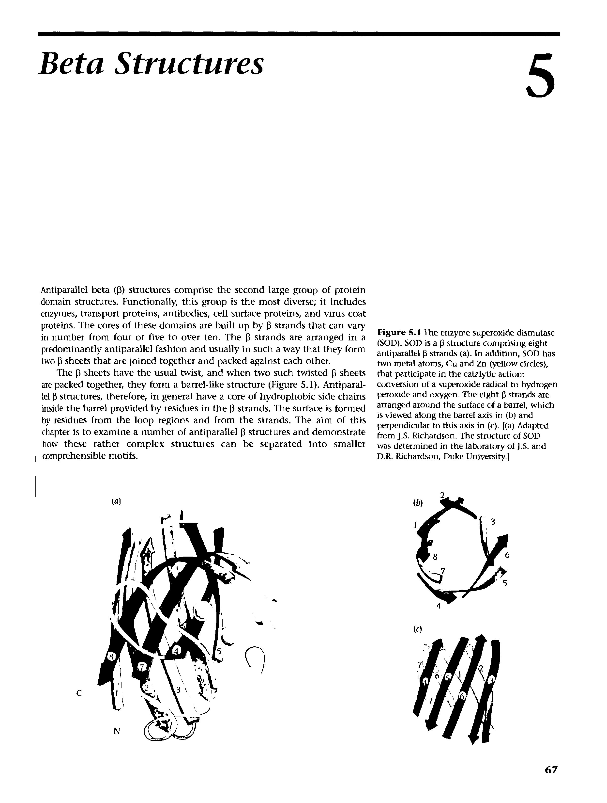 Figure S.l The enzyme superoxide dismutase (SOD). SOD is a P structure comprising eight antiparallel P strands (a). In addition, SOD has two metal atoms, Cu and Zn (yellow circles), that participate in the catalytic action conversion of a superoxide radical to hydrogen peroxide and oxygen. The eight p strands are arranged around the surface of a barrel, which is viewed along the barrel axis in (b) and perpendicular to this axis in (c). [(a) Adapted from J.S. Richardson. The stmcture of SOD was determined in the laboratory of J.S. and D.R. Richardson, Duke University.)...